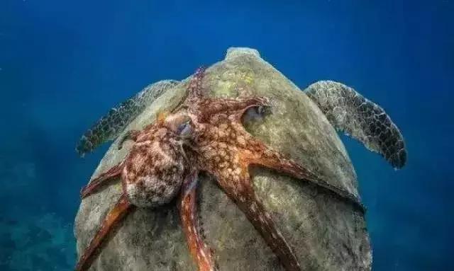 几百万年后,地球上这“2种”海洋生物,或将诞生文明(几百万年前有什么生物)