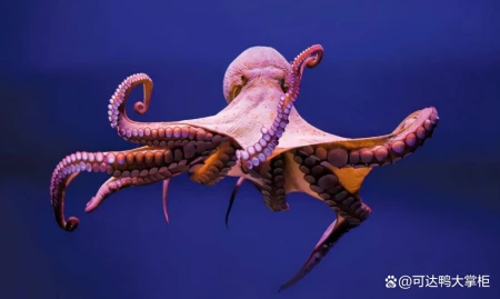 章鱼:你不知道的海洋智慧之王,它们竟然会这些事!(章鱼海洋动物)