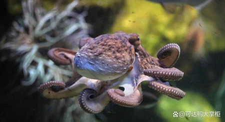 章鱼:你不知道的海洋智慧之王,它们竟然会这些事!(章鱼海洋动物)