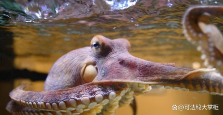 章鱼:你不知道的海洋智慧之王,它们竟然会这些事!(章鱼海洋动物)