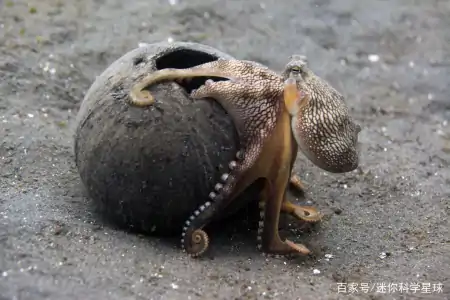 章鱼虽长相丑陋,却天赋异禀!拥有3颗心脏、9个脑袋外加蓝色血液(章鱼真的有三个心脏和9个大脑吗?)