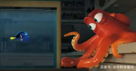 章鱼虽长相丑陋,却天赋异禀!拥有3颗心脏、9个脑袋外加蓝色血液(章鱼真的有三个心脏和9个大脑吗?)