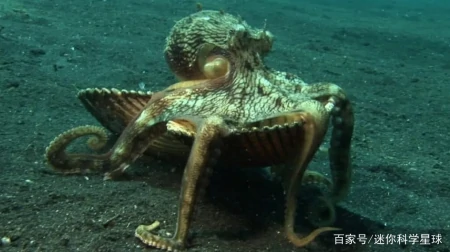 章鱼虽长相丑陋,却天赋异禀!拥有3颗心脏、9个脑袋外加蓝色血液(章鱼真的有三个心脏和9个大脑吗?)
