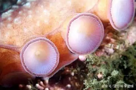 章鱼虽长相丑陋,却天赋异禀!拥有3颗心脏、9个脑袋外加蓝色血液(章鱼真的有三个心脏和9个大脑吗?)