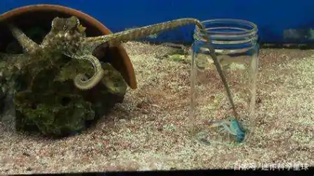 章鱼虽长相丑陋,却天赋异禀!拥有3颗心脏、9个脑袋外加蓝色血液(章鱼真的有三个心脏和9个大脑吗?)