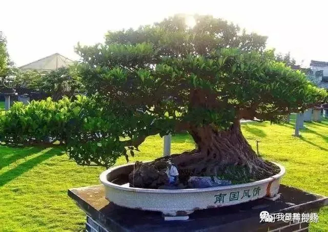 世界上最贵盆栽,一盆就是一座房子-最贵的盆景是什么品种