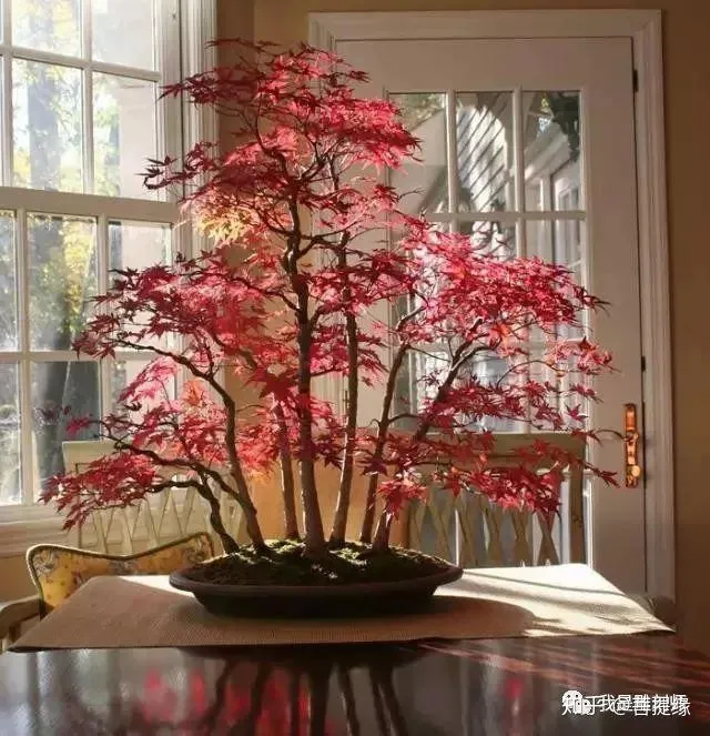 世界上最贵盆栽,一盆就是一座房子-最贵的盆景是什么品种