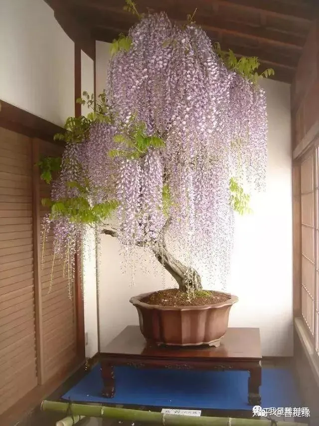 世界上最贵盆栽,一盆就是一座房子-最贵的盆景是什么品种