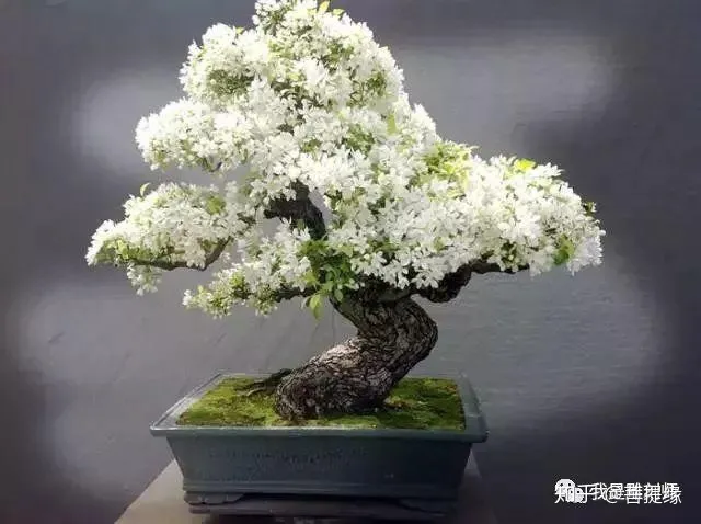 世界上最贵盆栽,一盆就是一座房子-最贵的盆景是什么品种