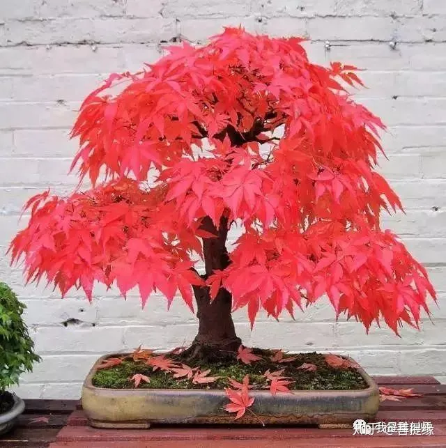 世界上最贵盆栽,一盆就是一座房子-最贵的盆景是什么品种