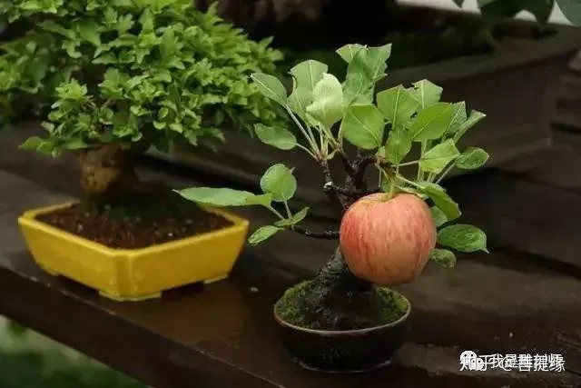 世界上最贵盆栽,一盆就是一座房子-最贵的盆景是什么品种