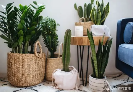 净化室内空气少不了这些盆栽绿植,让植物长得健康,才能发挥效果-室内盆栽什么植物净化空气