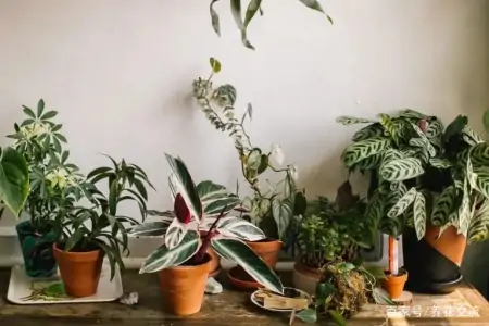 净化室内空气少不了这些盆栽绿植,让植物长得健康,才能发挥效果-室内盆栽什么植物净化空气