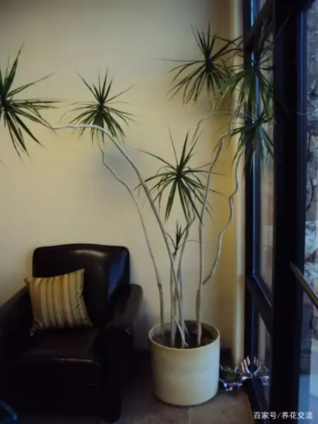 净化室内空气少不了这些盆栽绿植,让植物长得健康,才能发挥效果-室内盆栽什么植物净化空气