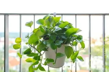 净化室内空气少不了这些盆栽绿植,让植物长得健康,才能发挥效果-室内盆栽什么植物净化空气