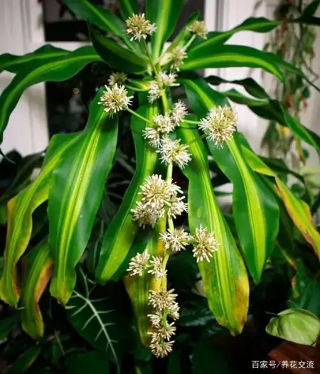 净化室内空气少不了这些盆栽绿植,让植物长得健康,才能发挥效果-室内盆栽什么植物净化空气