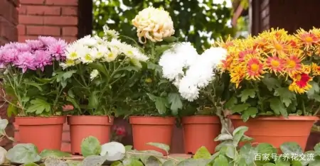 净化室内空气少不了这些盆栽绿植,让植物长得健康,才能发挥效果-室内盆栽什么植物净化空气