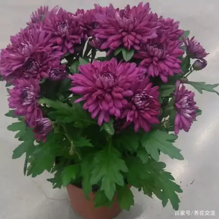 净化室内空气少不了这些盆栽绿植,让植物长得健康,才能发挥效果-室内盆栽什么植物净化空气