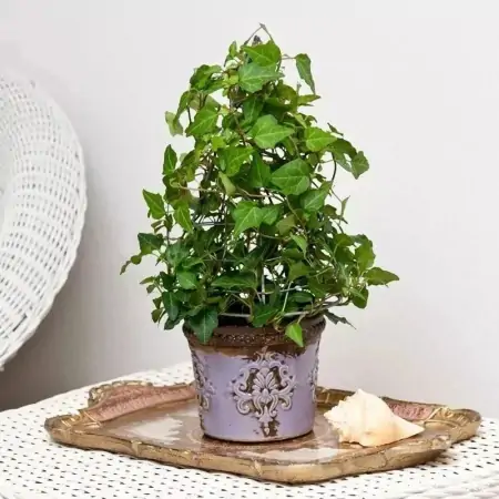 净化室内空气少不了这些盆栽绿植,让植物长得健康,才能发挥效果-室内盆栽什么植物净化空气