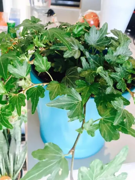 净化室内空气少不了这些盆栽绿植,让植物长得健康,才能发挥效果-室内盆栽什么植物净化空气