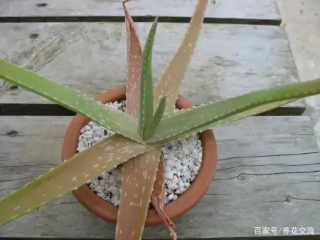 净化室内空气少不了这些盆栽绿植,让植物长得健康,才能发挥效果-室内盆栽什么植物净化空气