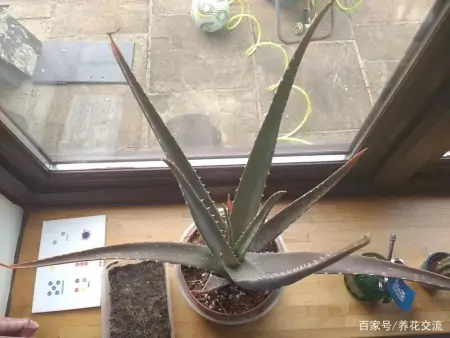 净化室内空气少不了这些盆栽绿植,让植物长得健康,才能发挥效果-室内盆栽什么植物净化空气