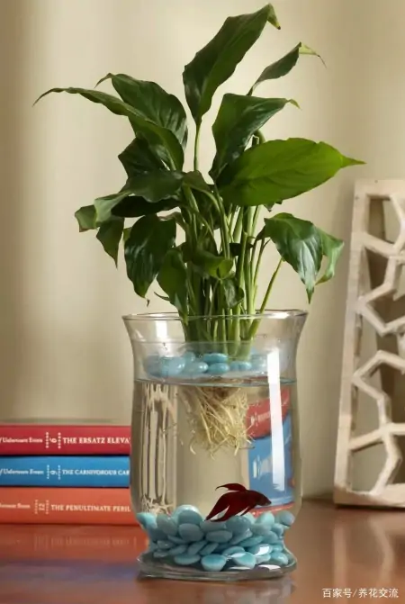 净化室内空气少不了这些盆栽绿植,让植物长得健康,才能发挥效果-室内盆栽什么植物净化空气