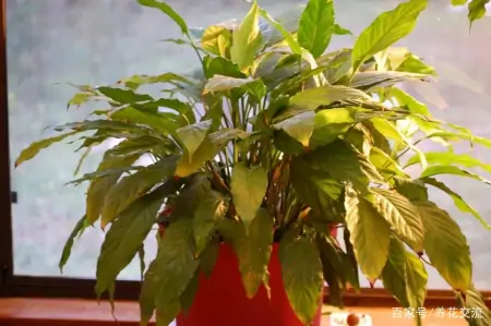 净化室内空气少不了这些盆栽绿植,让植物长得健康,才能发挥效果-室内盆栽什么植物净化空气