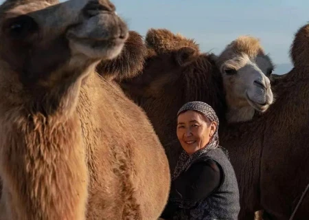 转给家人:喝一次夸一次的新疆驼奶,好在哪?一文带你了解沙漠奶-新疆正宗驼奶能买到吗价格多少