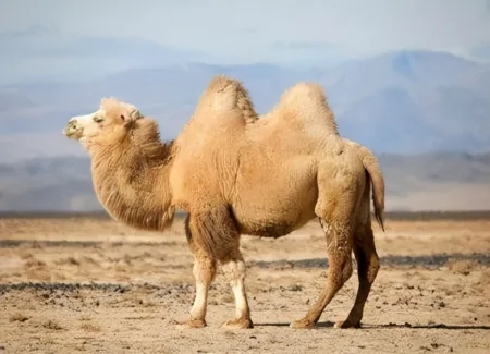 转给家人:喝一次夸一次的新疆驼奶,好在哪?一文带你了解沙漠奶-新疆正宗驼奶能买到吗价格多少