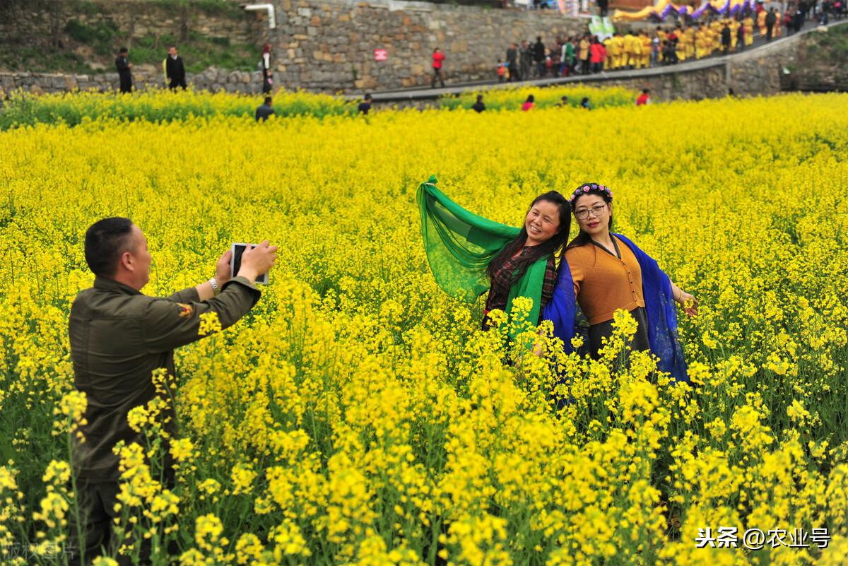 农村致富加盟项目有哪些?农村包销路的加工厂-农村赚钱项目加盟