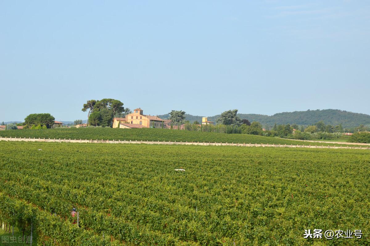 农村致富加盟项目有哪些?农村包销路的加工厂-农村赚钱项目加盟