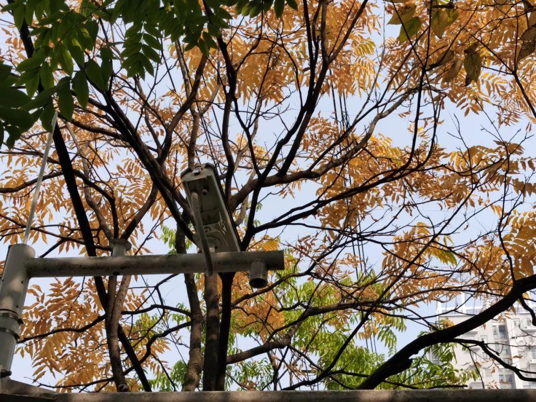 时节令|“迎冬小雪至 应节晚虹藏”-冬雪迎春归