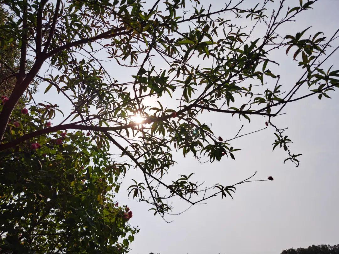 时节令|“迎冬小雪至 应节晚虹藏”-冬雪迎春归