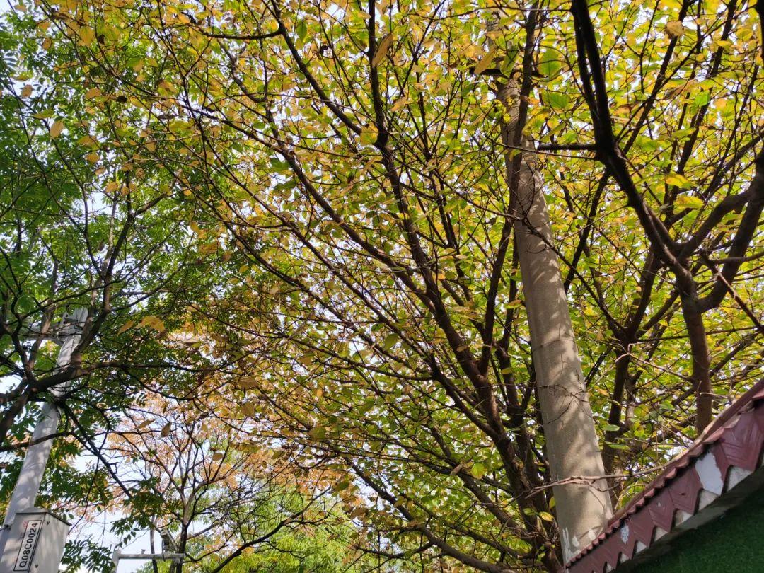 时节令|“迎冬小雪至 应节晚虹藏”-冬雪迎春归