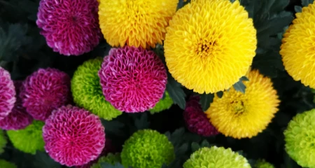 乒乓菊一年开几次-什么花一年四季开花又最好养