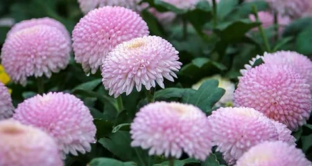 乒乓菊一年开几次-什么花一年四季开花又最好养