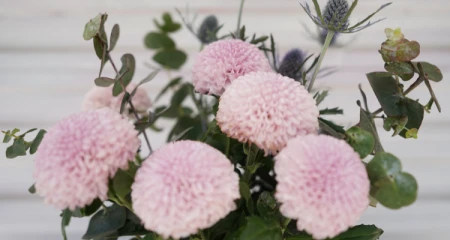 乒乓菊一年开几次-什么花一年四季开花又最好养