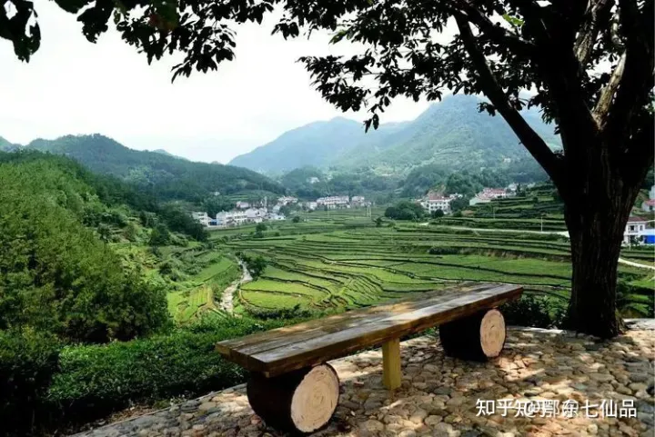 中国茶叶100强榜单出炉,看看什么茶排第一(中国茶叶前十)