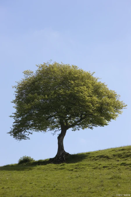 被认为寿命最长的树种之一,前十排名(被认为寿命最长的树种之一,前十排名是)