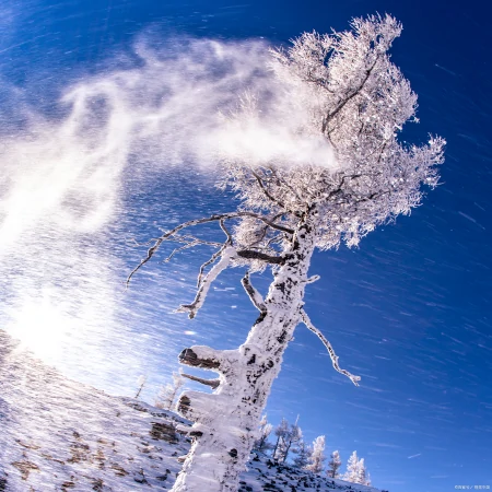 被认为寿命最长的树种之一,前十排名(被认为寿命最长的树种之一,前十排名是)