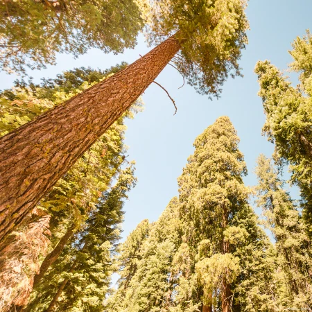 被认为寿命最长的树种之一,前十排名(被认为寿命最长的树种之一,前十排名是)