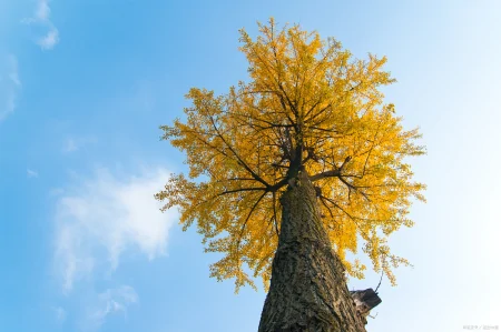 被认为寿命最长的树种之一,前十排名(被认为寿命最长的树种之一,前十排名是)