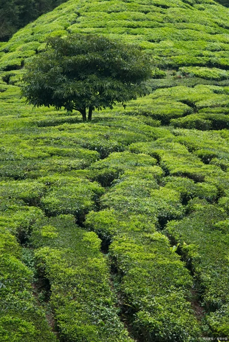 被认为寿命最长的树种之一,前十排名(被认为寿命最长的树种之一,前十排名是)