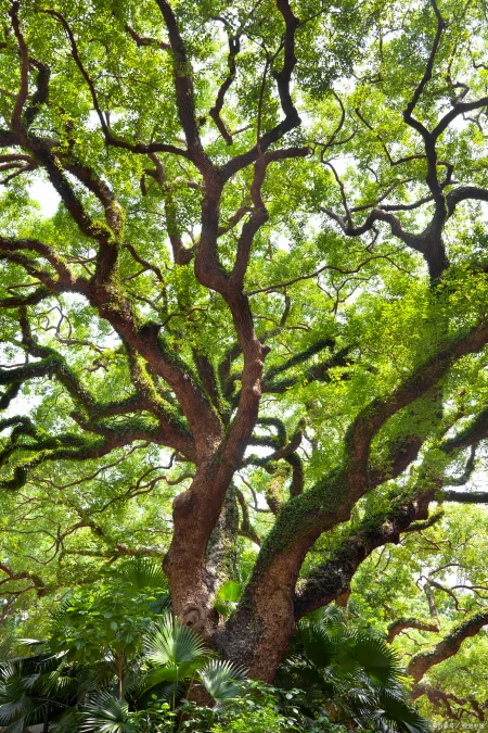 被认为寿命最长的树种之一,前十排名(被认为寿命最长的树种之一,前十排名是)
