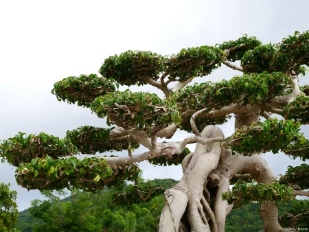 被认为寿命最长的树种之一,前十排名(被认为寿命最长的树种之一,前十排名是)