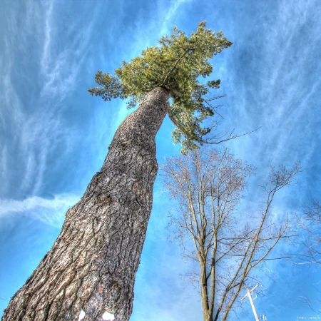 被认为寿命最长的树种之一,前十排名(被认为寿命最长的树种之一,前十排名是)