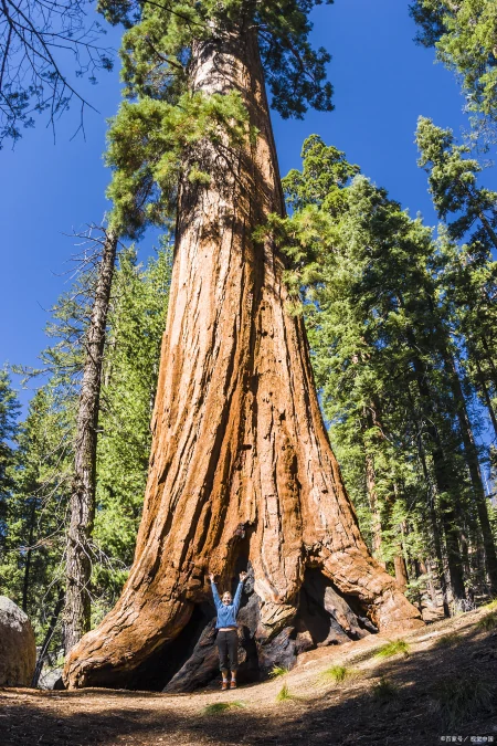 被认为寿命最长的树种之一,前十排名(被认为寿命最长的树种之一,前十排名是)