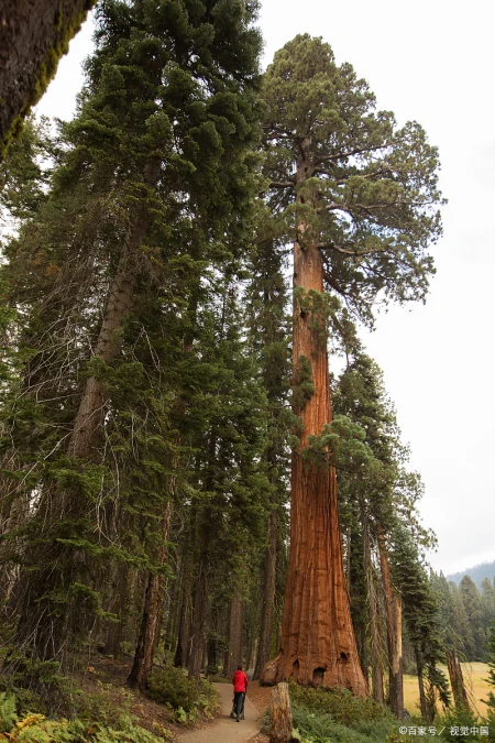 被认为寿命最长的树种之一,前十排名(被认为寿命最长的树种之一,前十排名是)