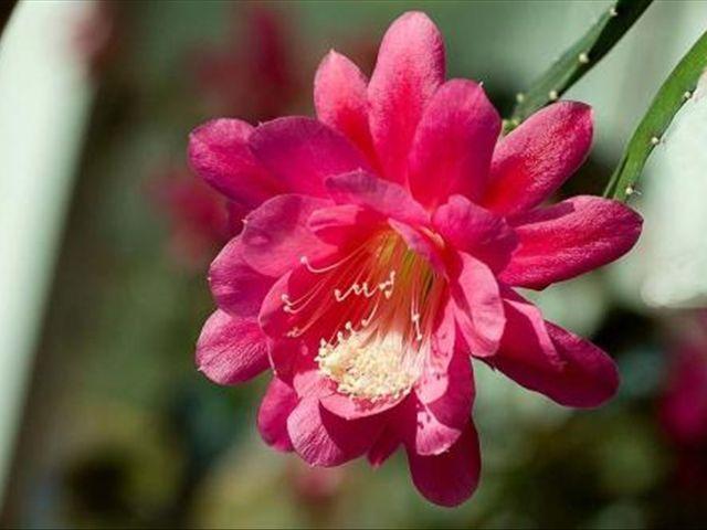 使用倒插的方法繁殖令箭荷花,学会这3个步骤,让它的成活率增大(令箭荷花的花芽)